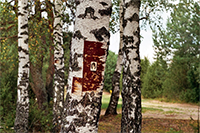 cover of the image for the COVEN article, featuring a tree with white bark